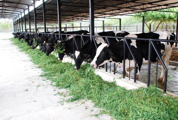 Санитарные правила для молочных ферм