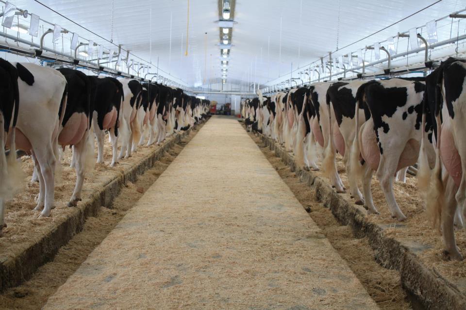 Бизнес план молочной фермы на 100 голов