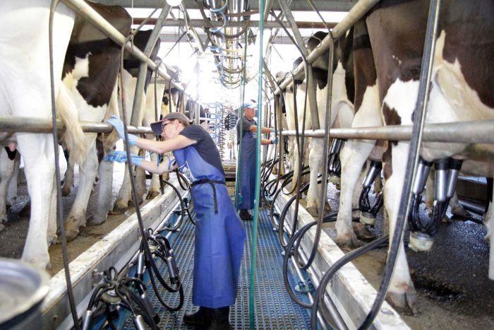 Как открыть молочную ферму