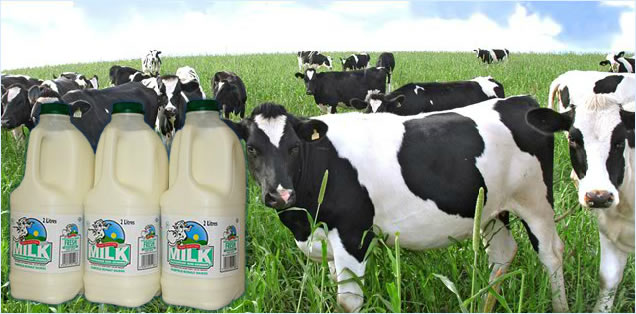 План молочной фермы
