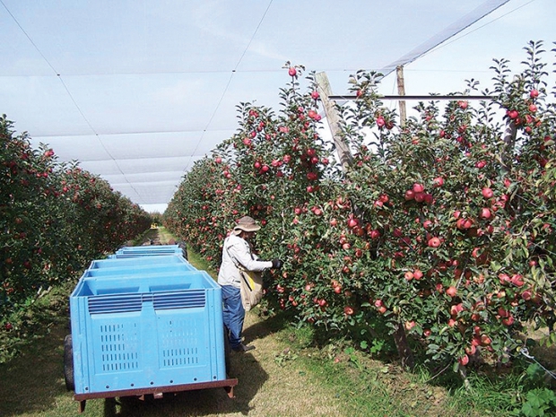 Выращивание яблок как бизнес