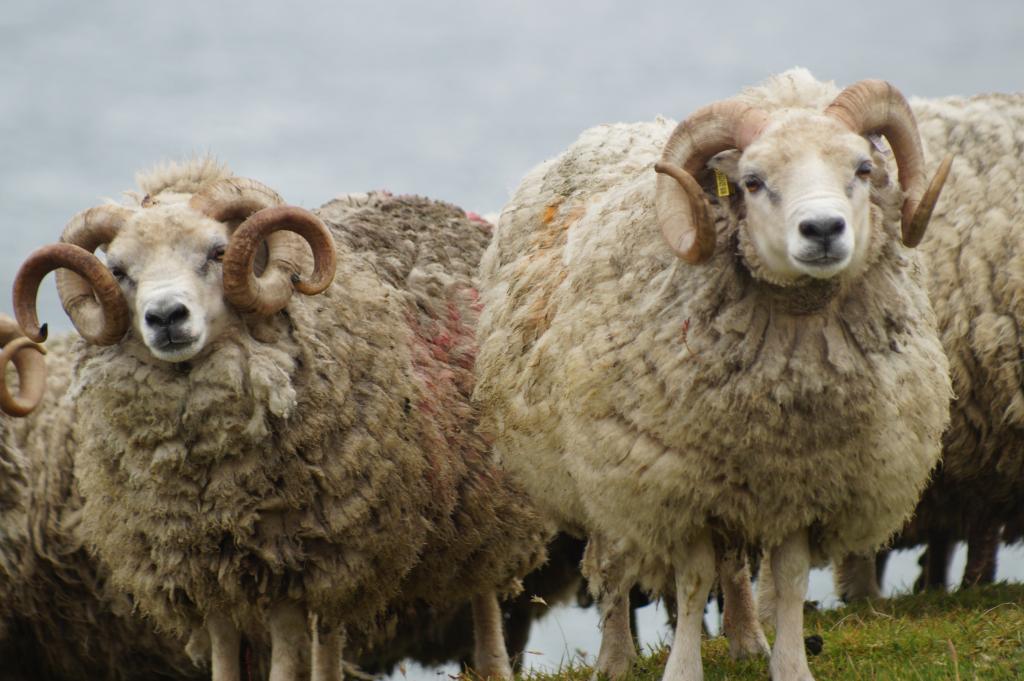 овцеводство как бизнес