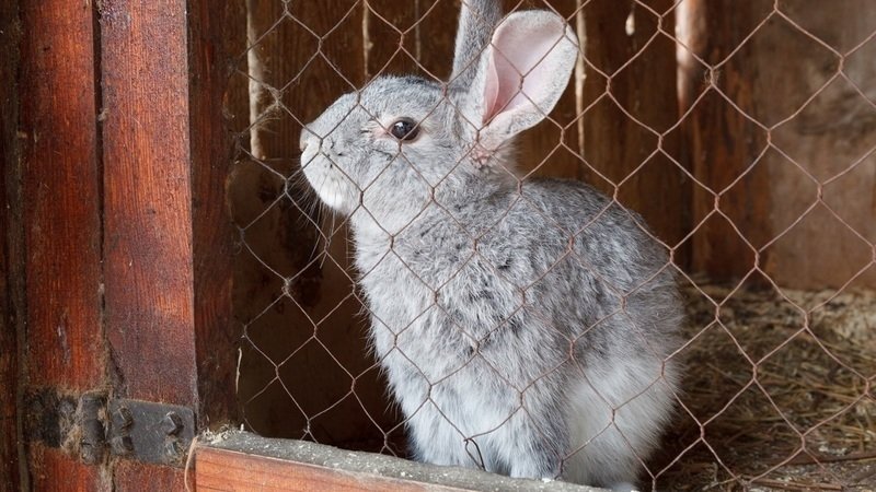 разведение кроликов как бизнес отзывы